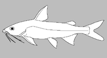 Image of Nemapteryx augusta (Short barbelled catfish)