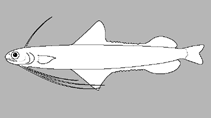 Image of Bregmaceros retrodorsalis (Back-fin codlet)