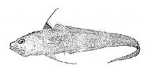 Image of Bathygadus antrodes 