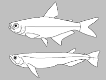 Image of Astyanax brevirhinus 