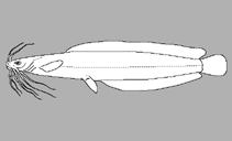 Image of Clarias monsembulai (Monsembula catfish)