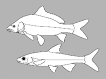 Image of Labeobarbus polylepis (Smallscale yellowfish)