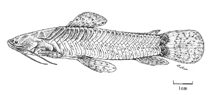 Image of Callichthys fabricioi (Western catfish)