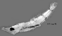 Image of Coccorella atlantica (Atlantic sabretooth)
