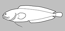 Image of Ogilbichthys longimanus (Longfinned coralbrotula)