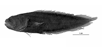 Image of Diancistrus robustus (Robust coralbrotula)