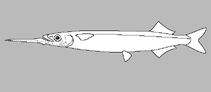 Image of Hyporhamphus regularis (River garfish)