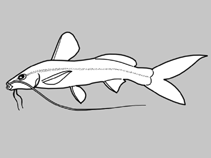 Image of Acentronichthys fissipinnis 