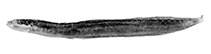 Image of Halidesmus socotraensis (Socotran snakelet)