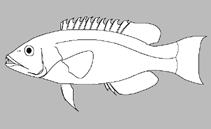 Image of Eupetrichthys angustipes (Snakeskin wrasse)
