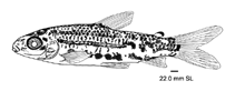 Image of Hypomasticus despaxi 