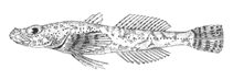 Image of Limnocottus godlewskii 