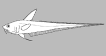 Image of Coelorinchus amydrozosterus (Faintbanded whiptail)