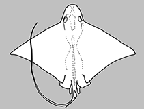 Image of Aetomylaeus caeruleofasciatus (Blue-banded eagle ray)