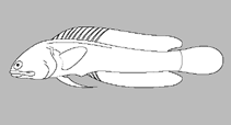 Image of Opistognathus inornatus (Black jawfish)