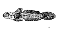 Image of Oligolepis cylindriceps 