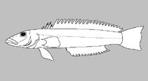 Image of Parapercis stricticeps (White-streaked grubfish)