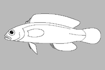 Image of Pholidochromis marginatus (Margined dottyback)