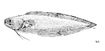 Image of Petrotyx sanguineus (Redfin brotula)