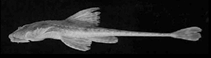 Image of Rineloricaria stellata 
