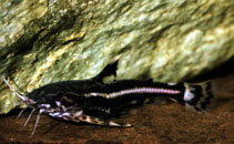 Image of Acanthodoras cataphractus (Spiny catfish)