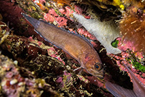 Image of Acanthoclinus marilynae (Stout rockfish)