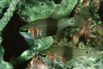 Image of Taeniamia zosterophora (Blackbelted cardinalfish)