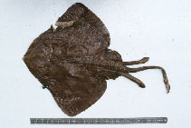 Image of Bathyraja caeluronigricans (Purple-black skate)