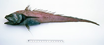 Image of Bathygadus furvescens (Blackfin rat tail)