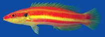Image of Bodianus bennetti (Lemon-striped pygmy hogfish)
