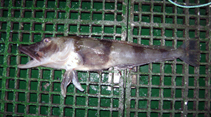 Image of Chaenocephalus aceratus (Blackfin icefish)