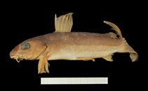 Image of Chrysichthys teugelsi 