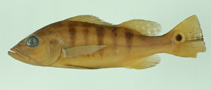 Image of Cichla nigromaculata 