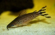 Image of Dianema urostriatum (Flagtail catfish)