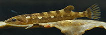 Image of Gastroscyphus hectoris (Hector\