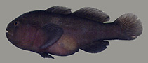 Image of Gobiodon ater (Black coralgoby)