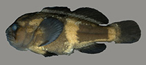 Image of Gobiodon ater (Black coralgoby)