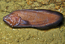 Image of Grammonus claudei (Reef-cave brotula)