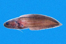 Image of Grammonus diagrammus (Purple brotula)