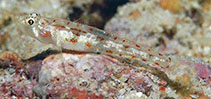Image of Grallenia lipi (Filamented pygmy sand-goby)