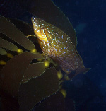 Image of Heterostichus rostratus (Giant kelpfish)