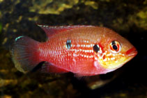 Image of Rubricatochromis stellifer 