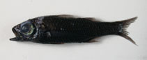 Image of Howella brodiei (Pelagic basslet)