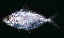 Image of Equulites oblongus (Oblong ponyfish)