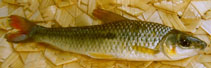 Image of Leporinus brunneus 