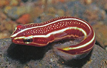 Image of Lepadichthys lineatus (Doubleline clingfish)