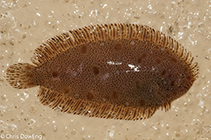 Image of Liachirus whitleyi 