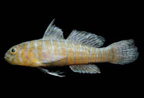 Image of Lythrypnus pulchellus (Gorgeous goby)