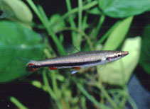 Image of Nannostomus harrisoni (Blackstripe pencilfish)