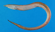 Image of Neenchelys buitendijki (Fintail serpent eel)